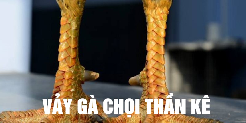 Vảy gà quý