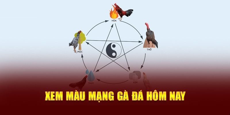 màu mạng gà đá